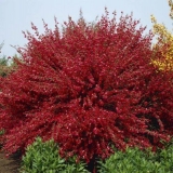 Metla boskop rubin: zimska otpornost, sadnja i njega, recenzije